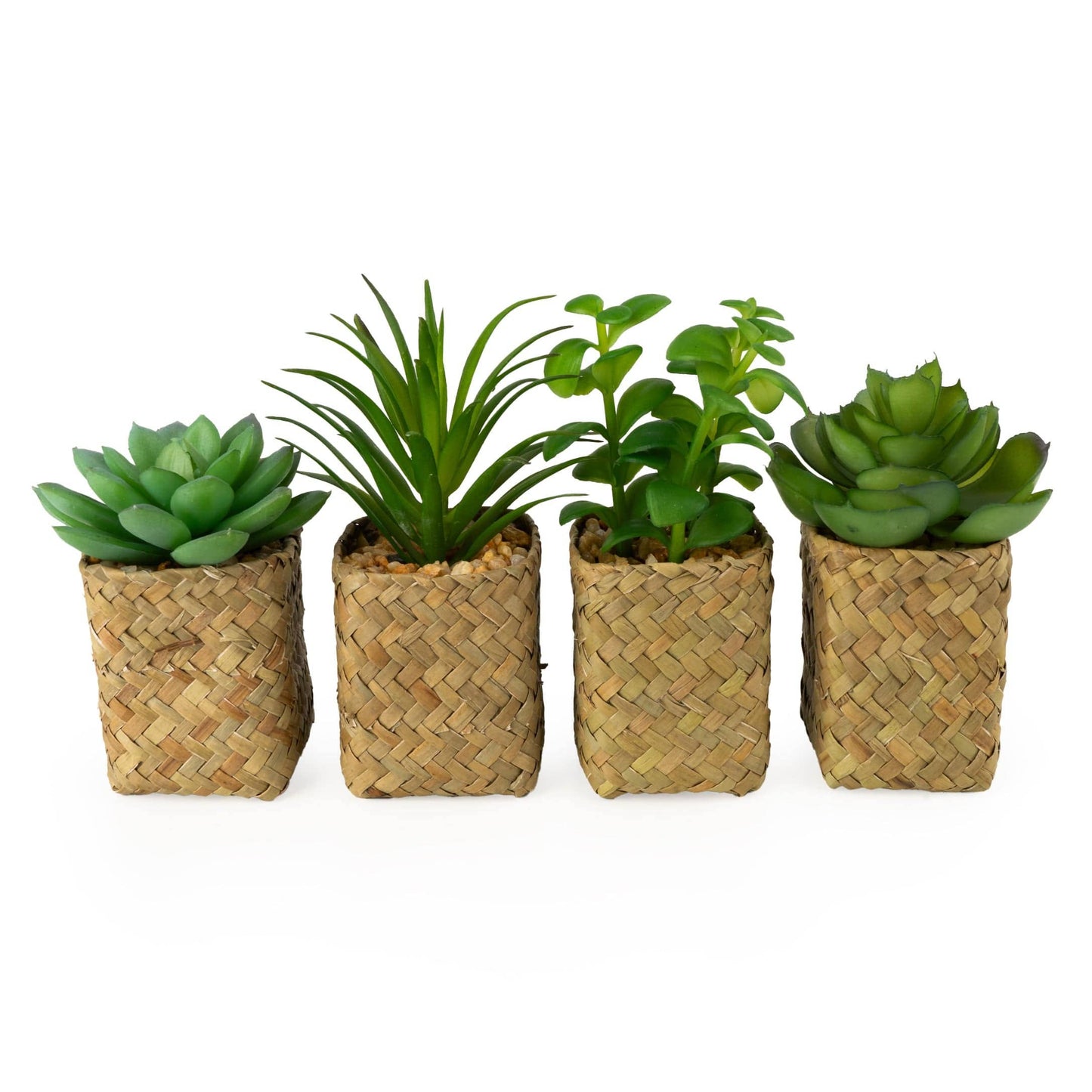 Assorted Succulents in Baskets 12PK