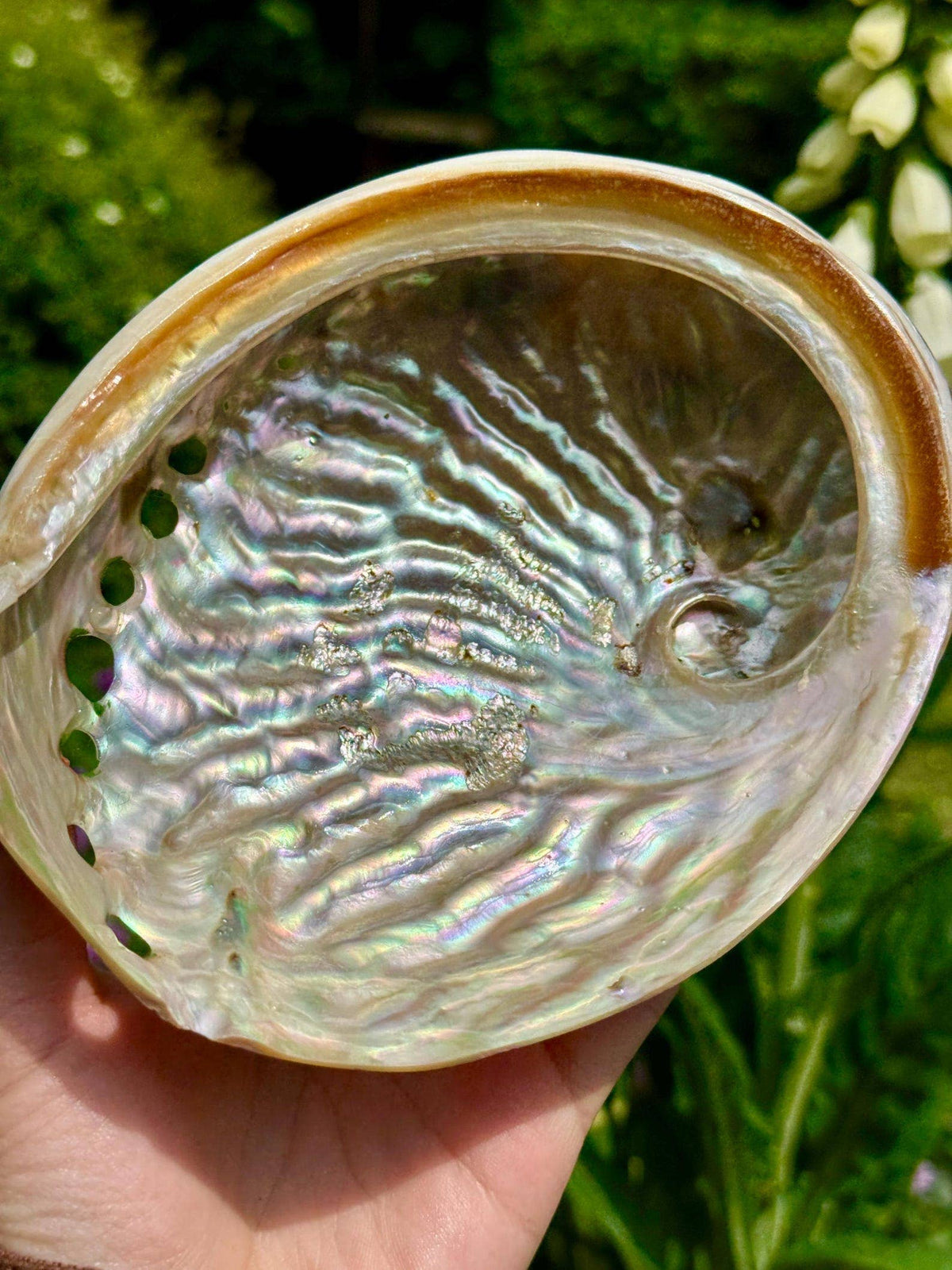 Abalone shell 8cm Abalone shell 3 inch Paua shell by Elf UK