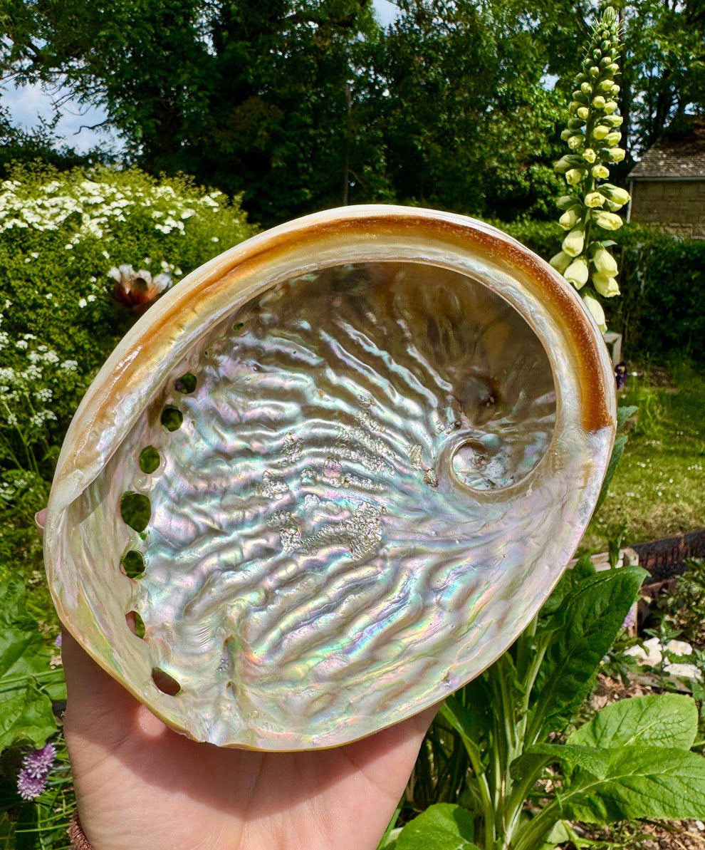 Abalone shell 8cm Abalone shell 3 inch Paua shell by Elf UK – The Quiet ...