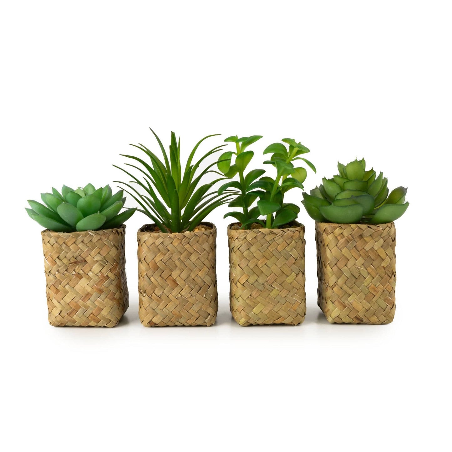 Assorted Succulents in Baskets 12PK
