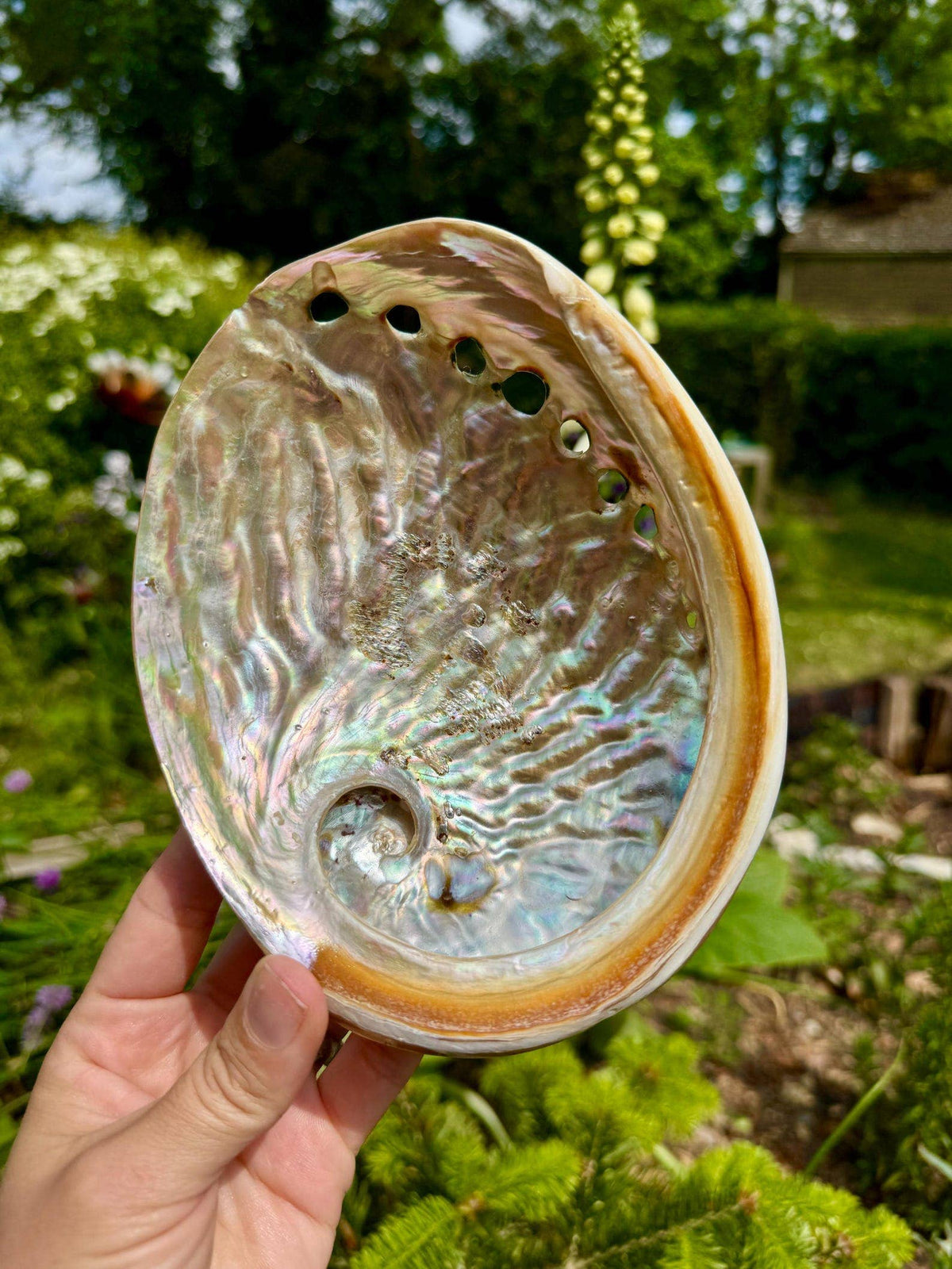 Abalone shell 8cm Abalone shell 3 inch Paua shell by Elf UK