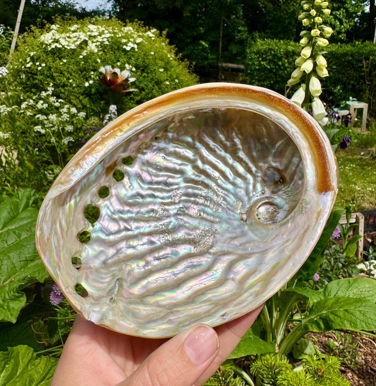 Abalone shell 8cm Abalone shell 3 inch Paua shell by Elf UK